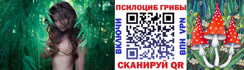 Галлюциногенные грибы Cubensis  закладки  Макарьев 
